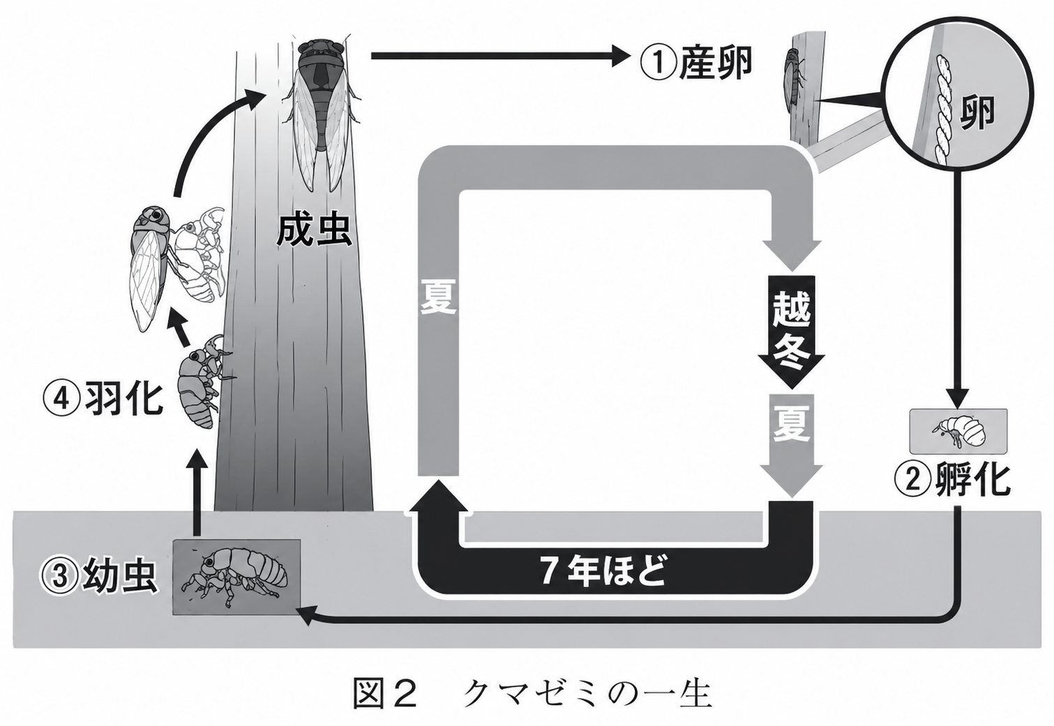図2 クマゼミの一生